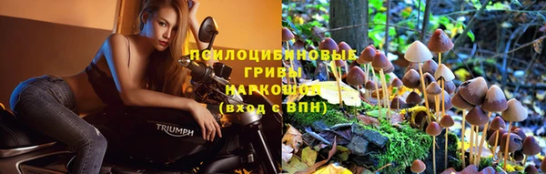 ГАЛЛЮЦИНОГЕННЫЕ ГРИБЫ Снежногорск