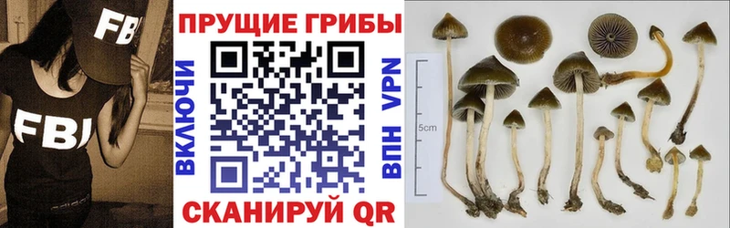 дарнет шоп  Куса  Галлюциногенные грибы MAGIC MUSHROOMS 